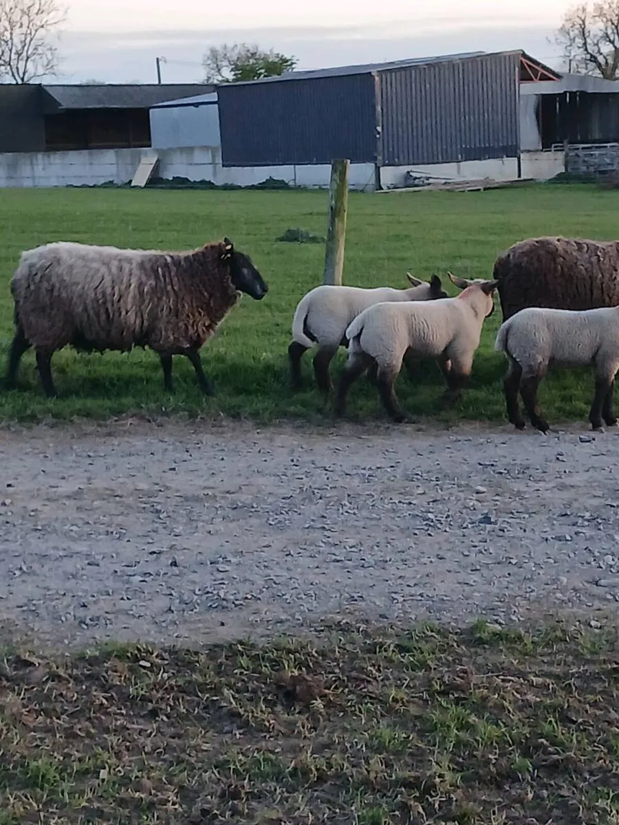 🔥2 ewes  4 lambs 2yr old  🔥 - Image 4
