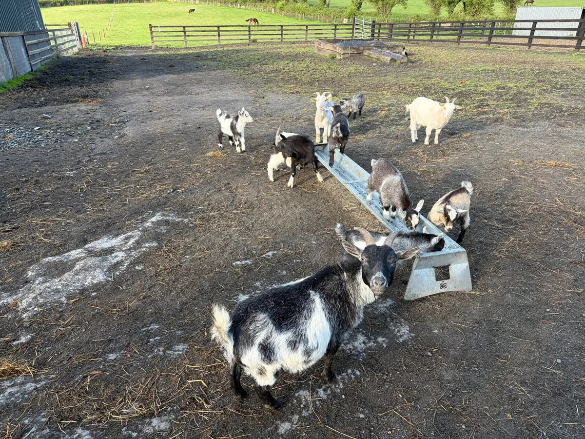 Minature goat kids (castrated males) - Image 2