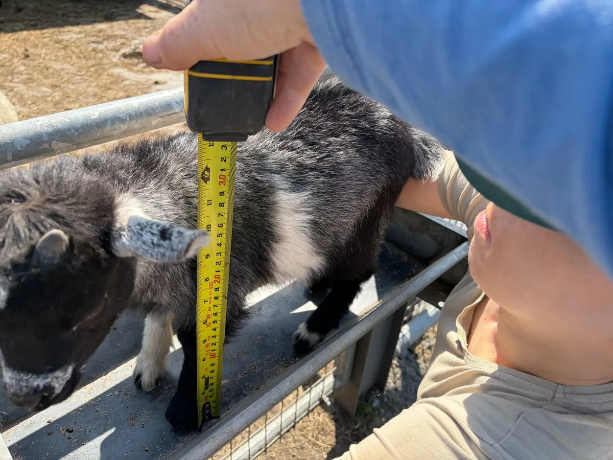 Minature goat kids (castrated males) - Image 3