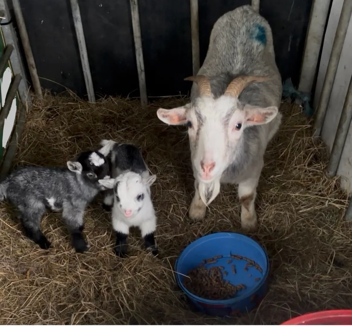 Minature goat kids (castrated males) - Image 4