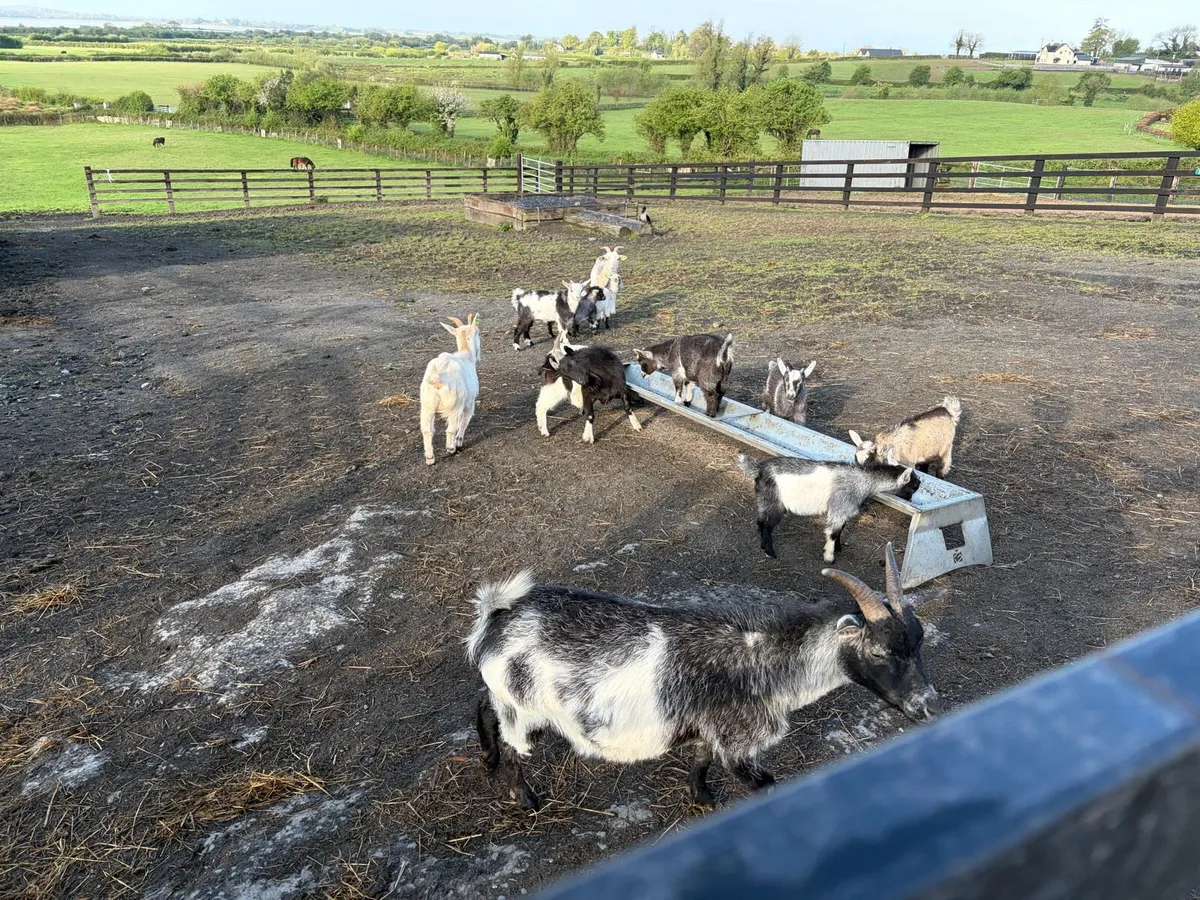 Minature goat kids (castrated males) - Image 1
