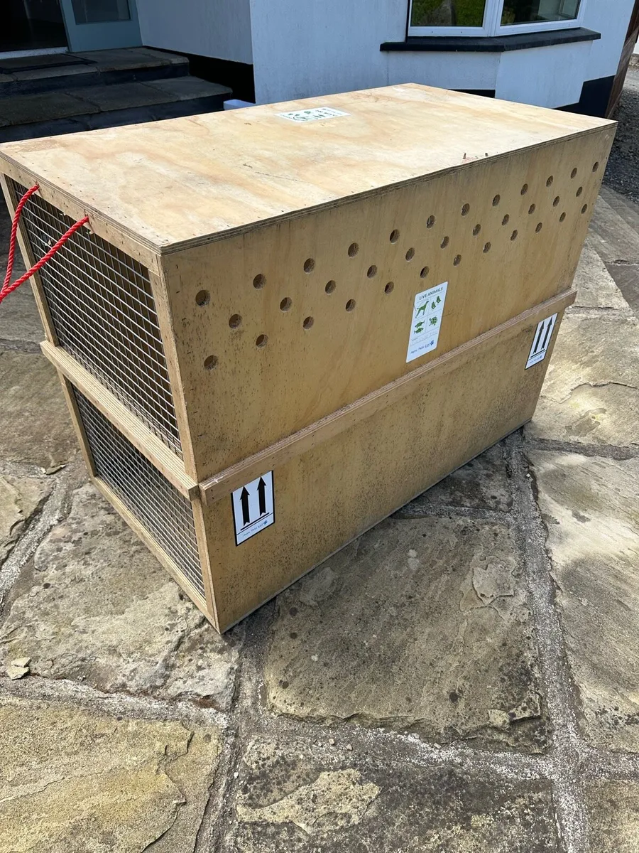 IATA Dog Crate - Image 4