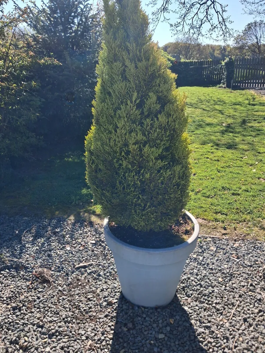Large potted tree - Image 1