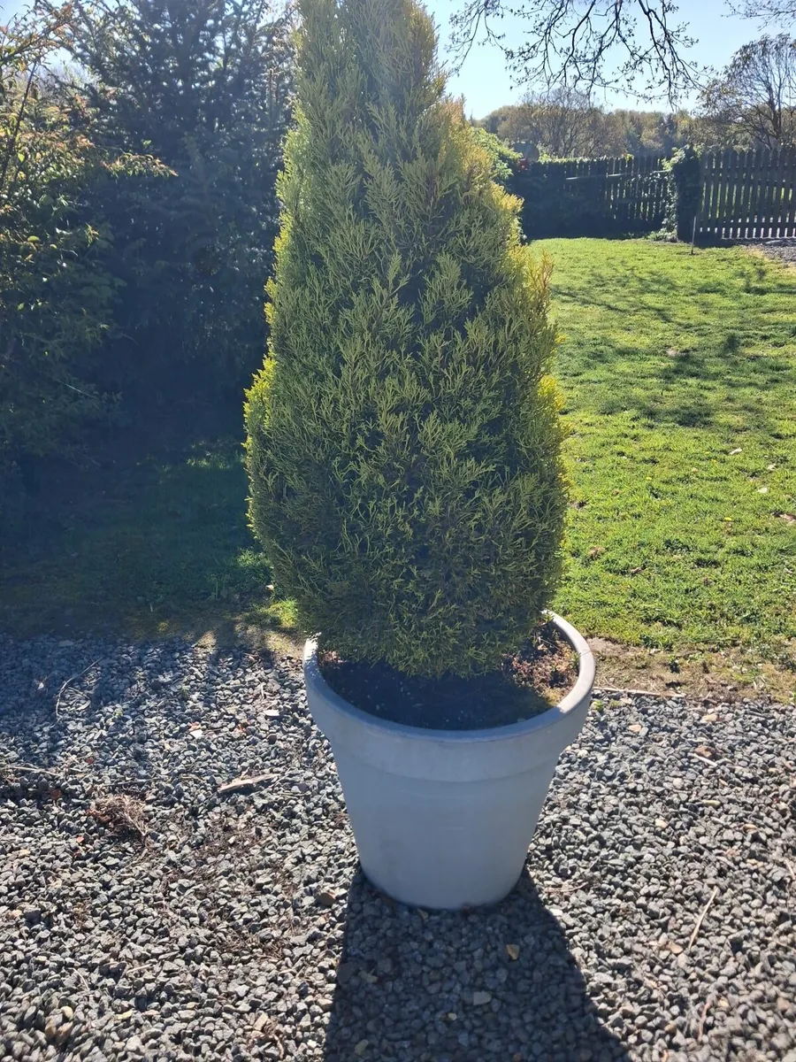 Large potted tree - Image 2