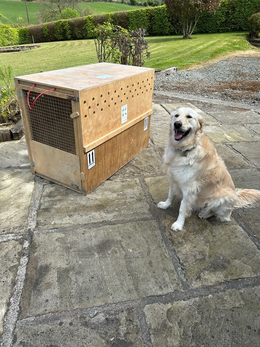 IATA Dog Crate - Image 1