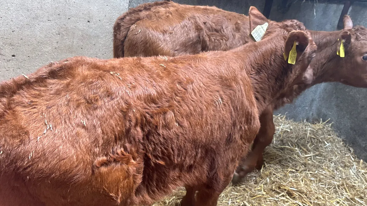Two 2 Month Old Red Limousin Heifers - Image 2