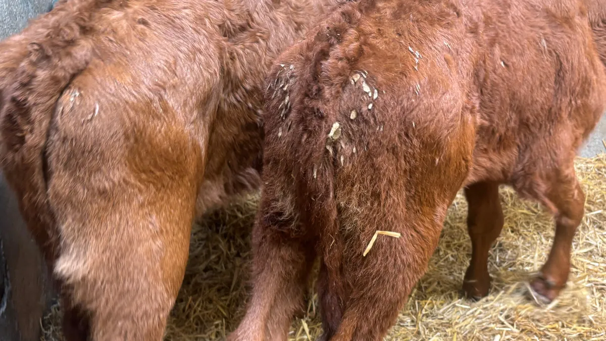 Two 2 Month Old Red Limousin Heifers - Image 4