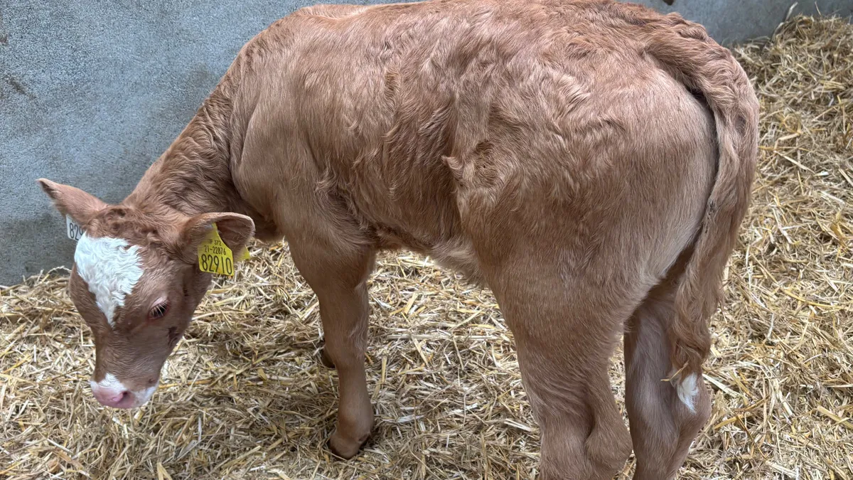 Suckler Bred Limousin Heifer Calf - Image 1
