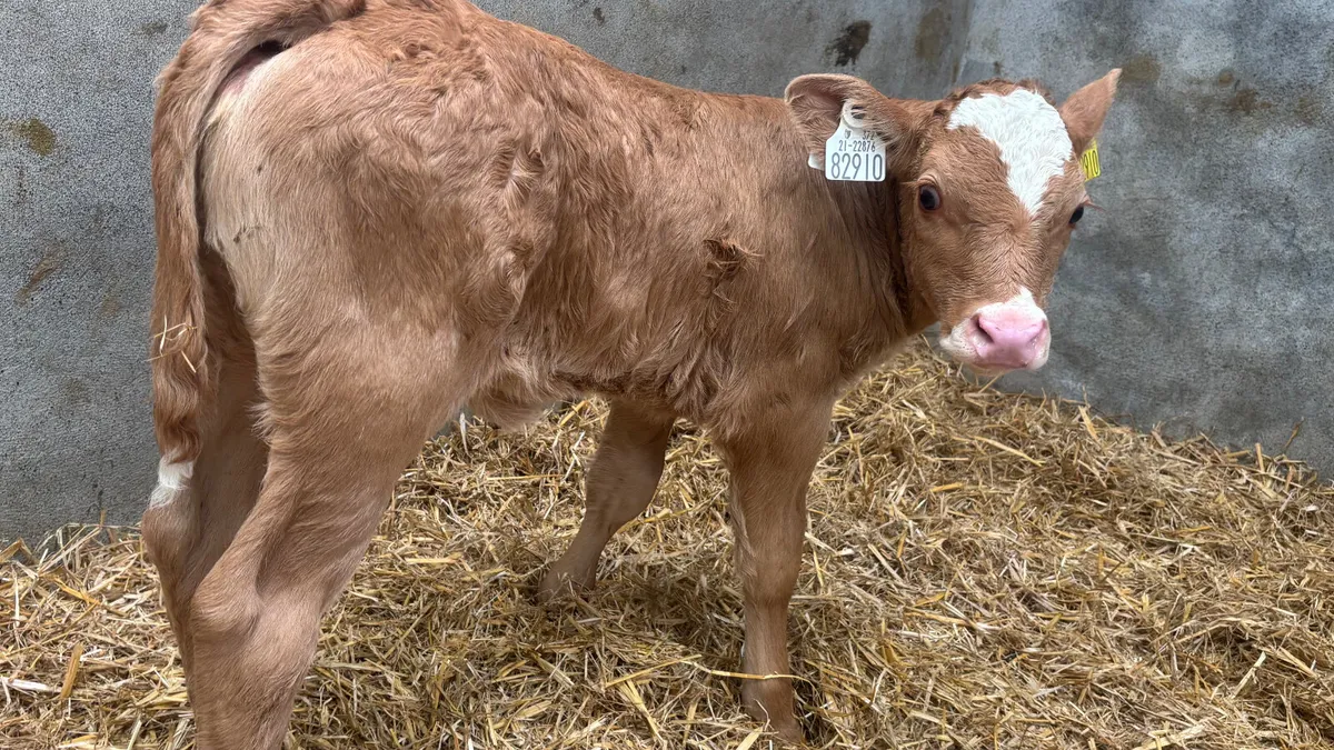 Suckler Bred Limousin Heifer Calf - Image 2