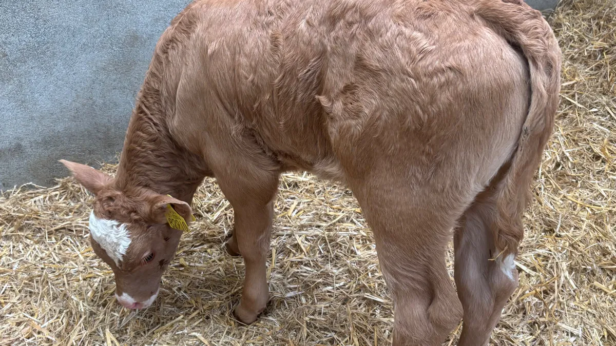 Suckler Bred Limousin Heifer Calf - Image 3