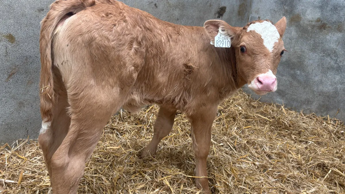 Suckler Bred Limousin Heifer Calf - Image 4