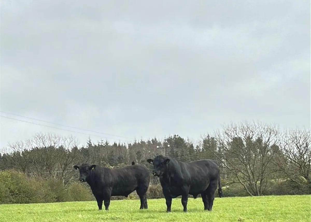 Aberdeen Angus Bulls - Image 1