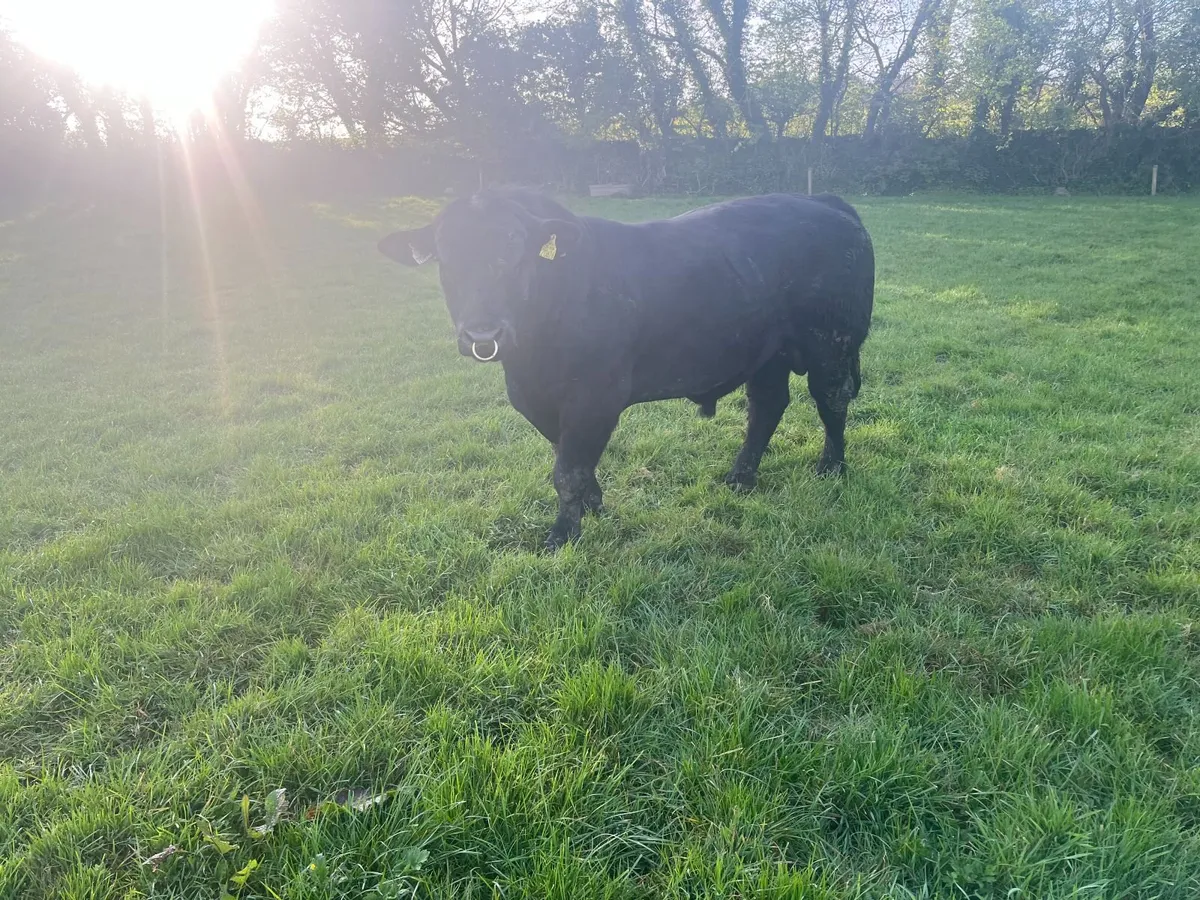 Aberdeen Angus Bulls - Image 3