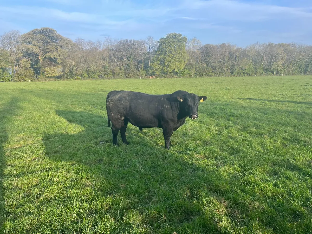 Aberdeen Angus Bulls - Image 4