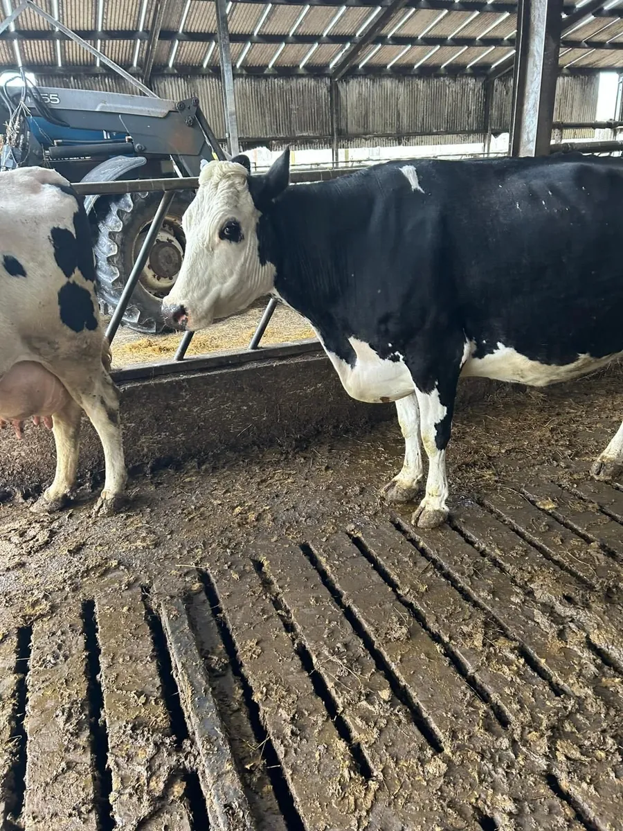 Incalf cows - Image 4