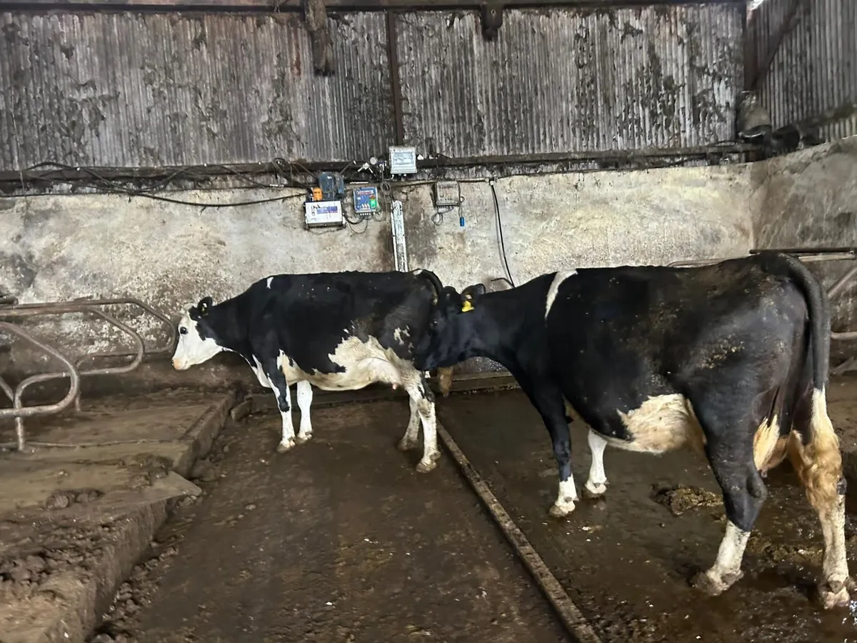 Incalf cows - Image 2