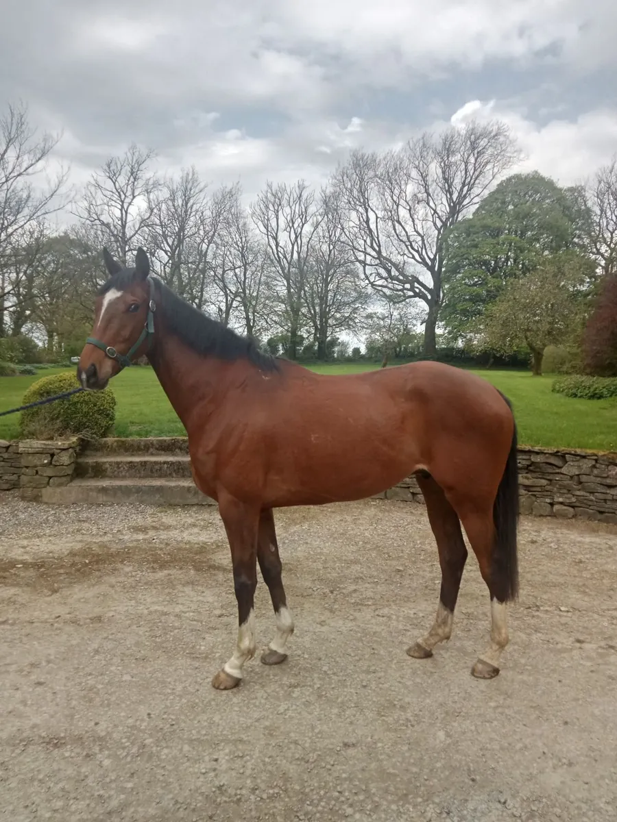 Tb gelding 4 years. Broken. - Image 1