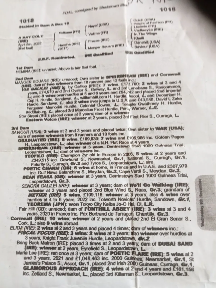 Tb gelding 4 years. Broken. - Image 2