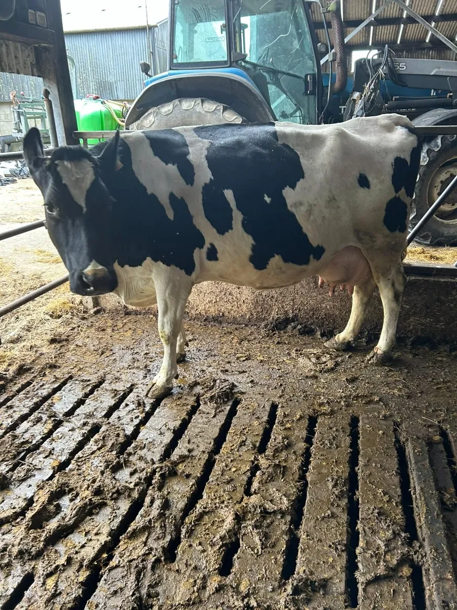 Incalf cows - Image 1