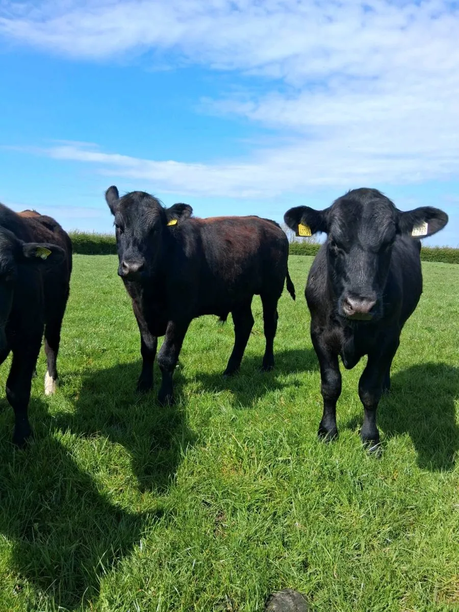 Angus bullocks - Image 1