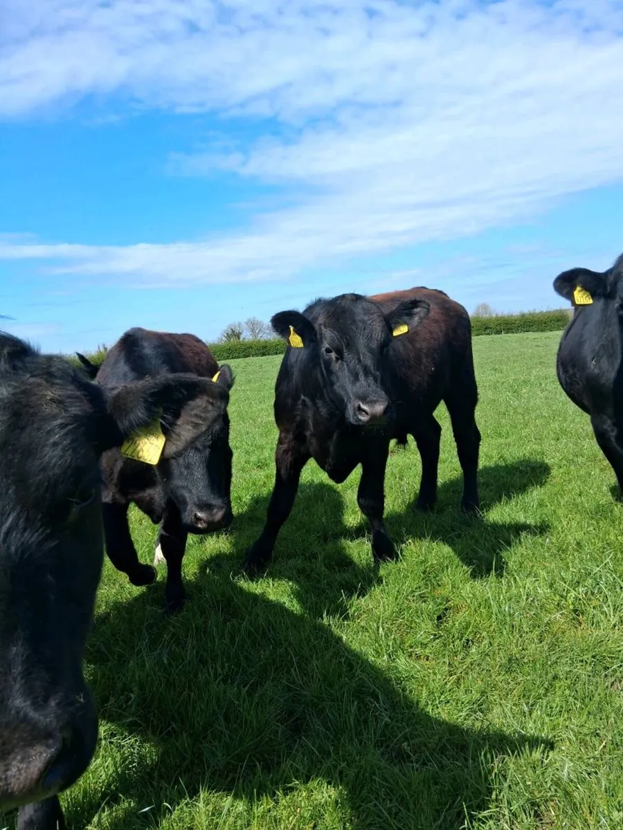 Angus bullocks - Image 2