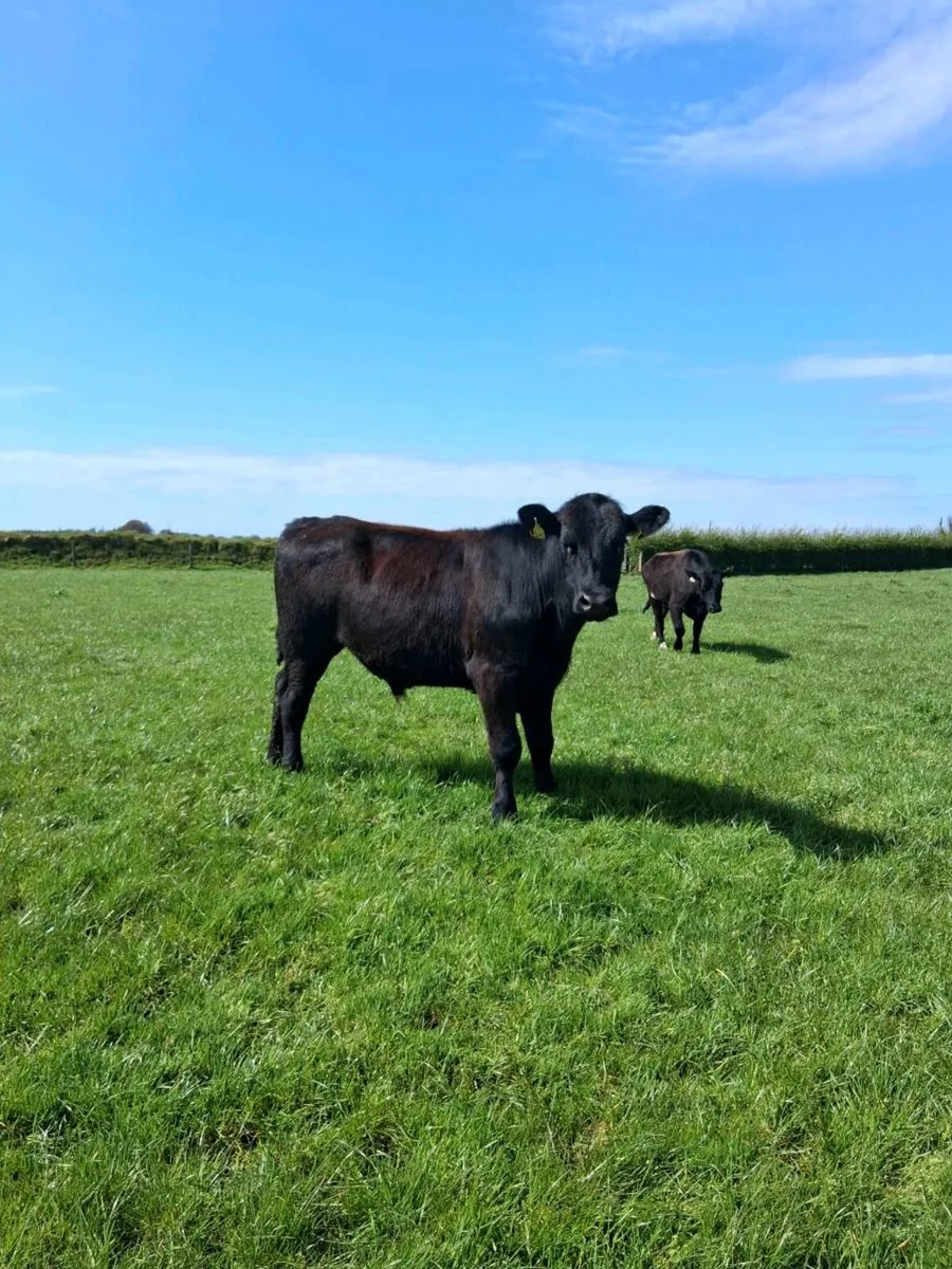 Angus bullocks - Image 3