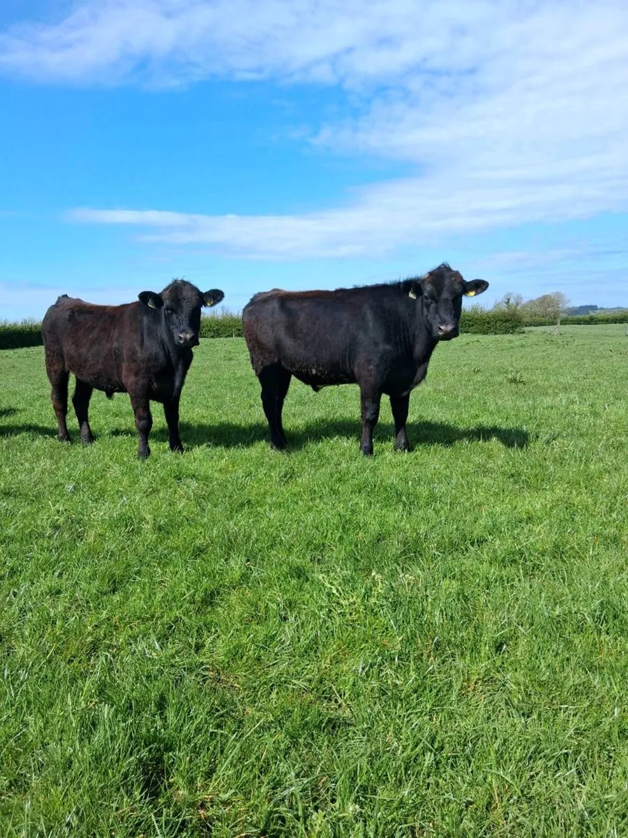Angus bullocks - Image 4
