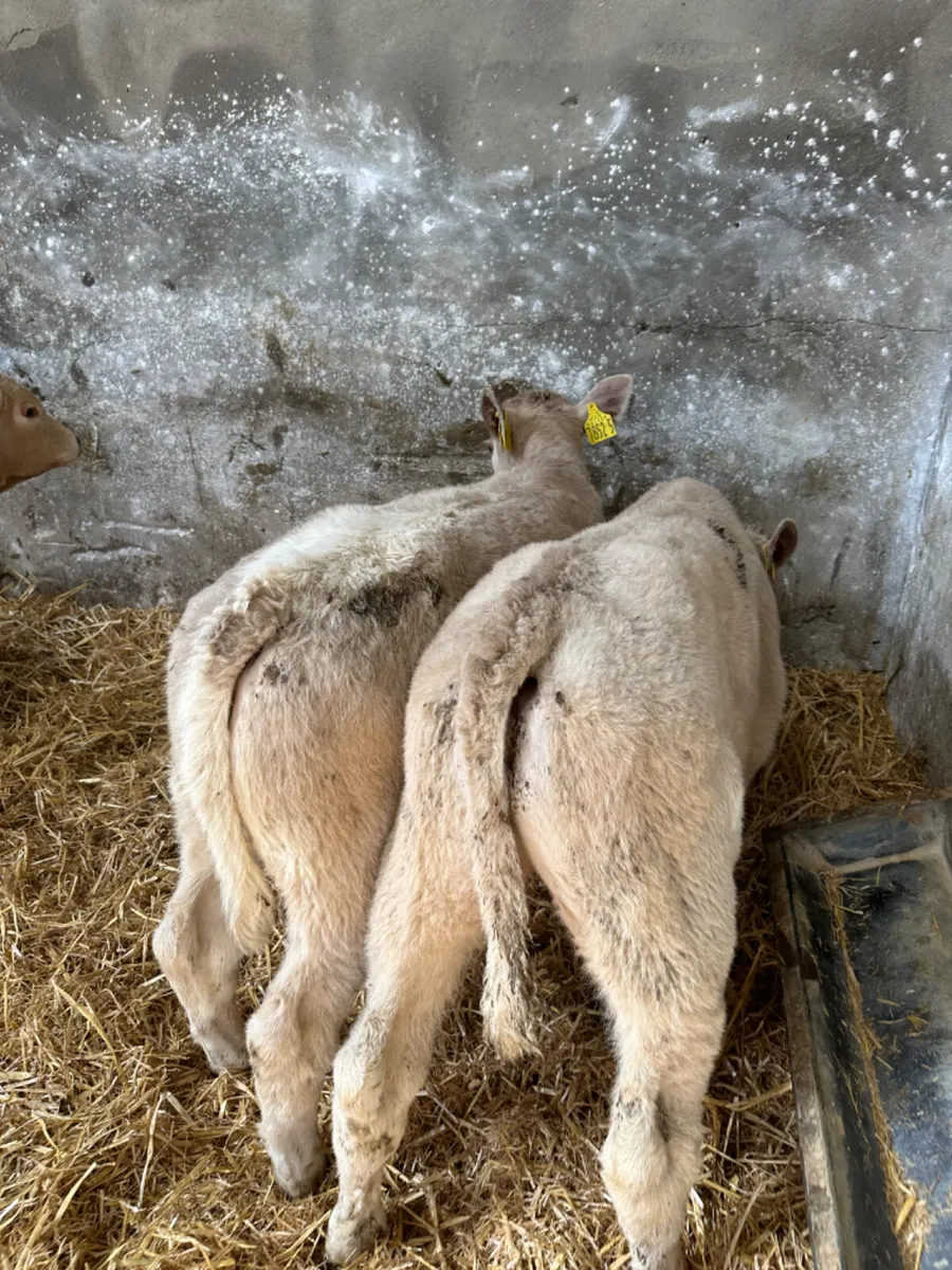 Charolais bulls - Image 3