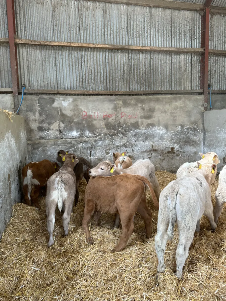 Charolais bulls - Image 1