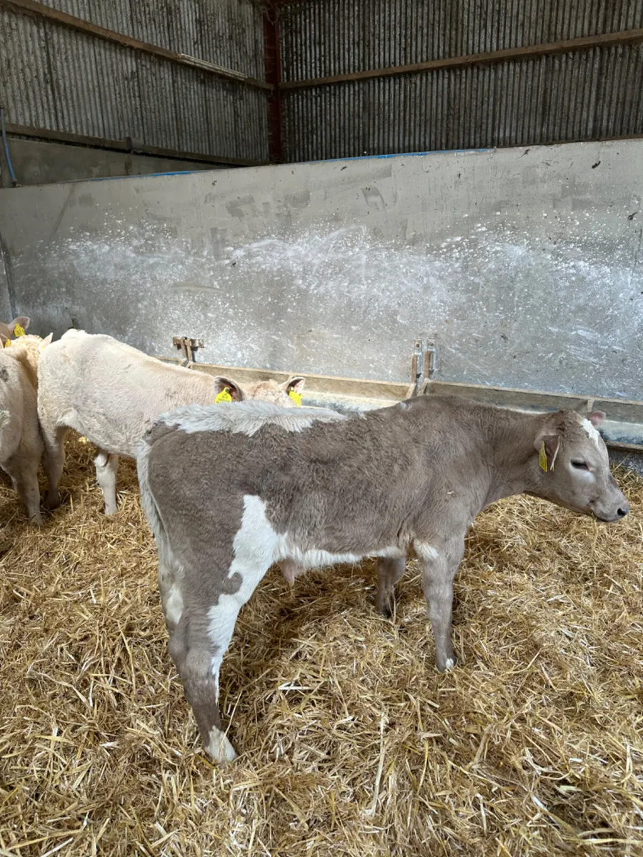 Charolais bulls - Image 2