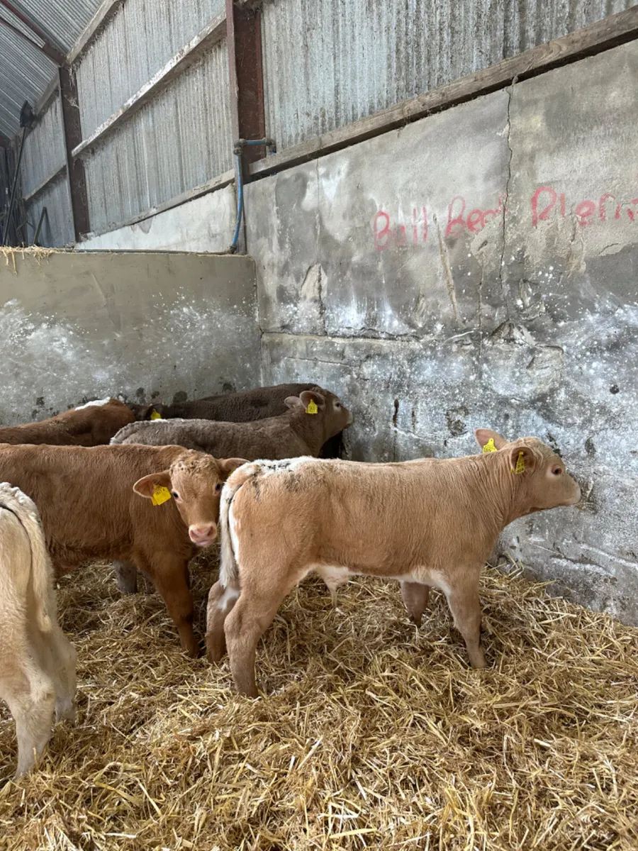 Charolais bulls - Image 4