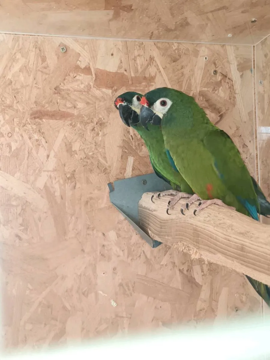 Lliger macaws - Image 1