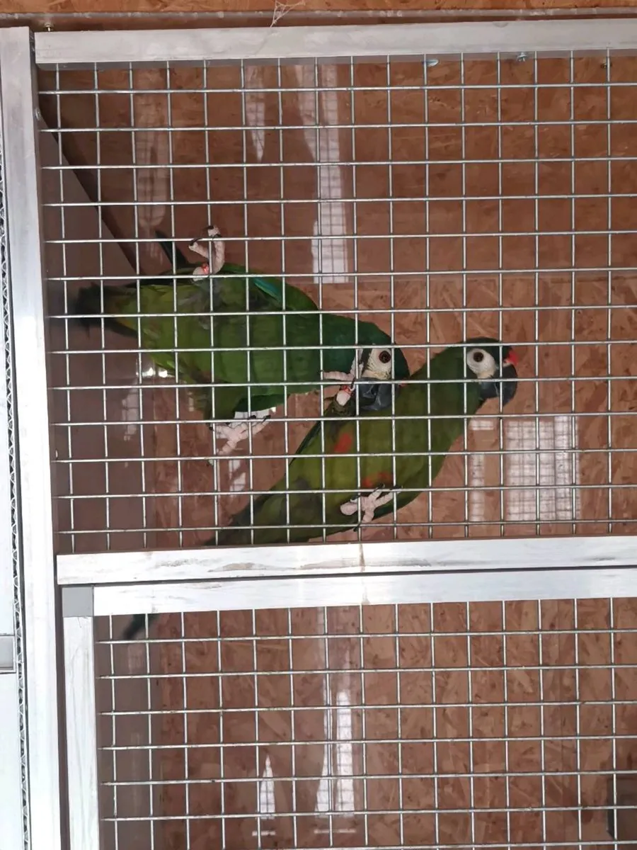 Lliger macaws - Image 2