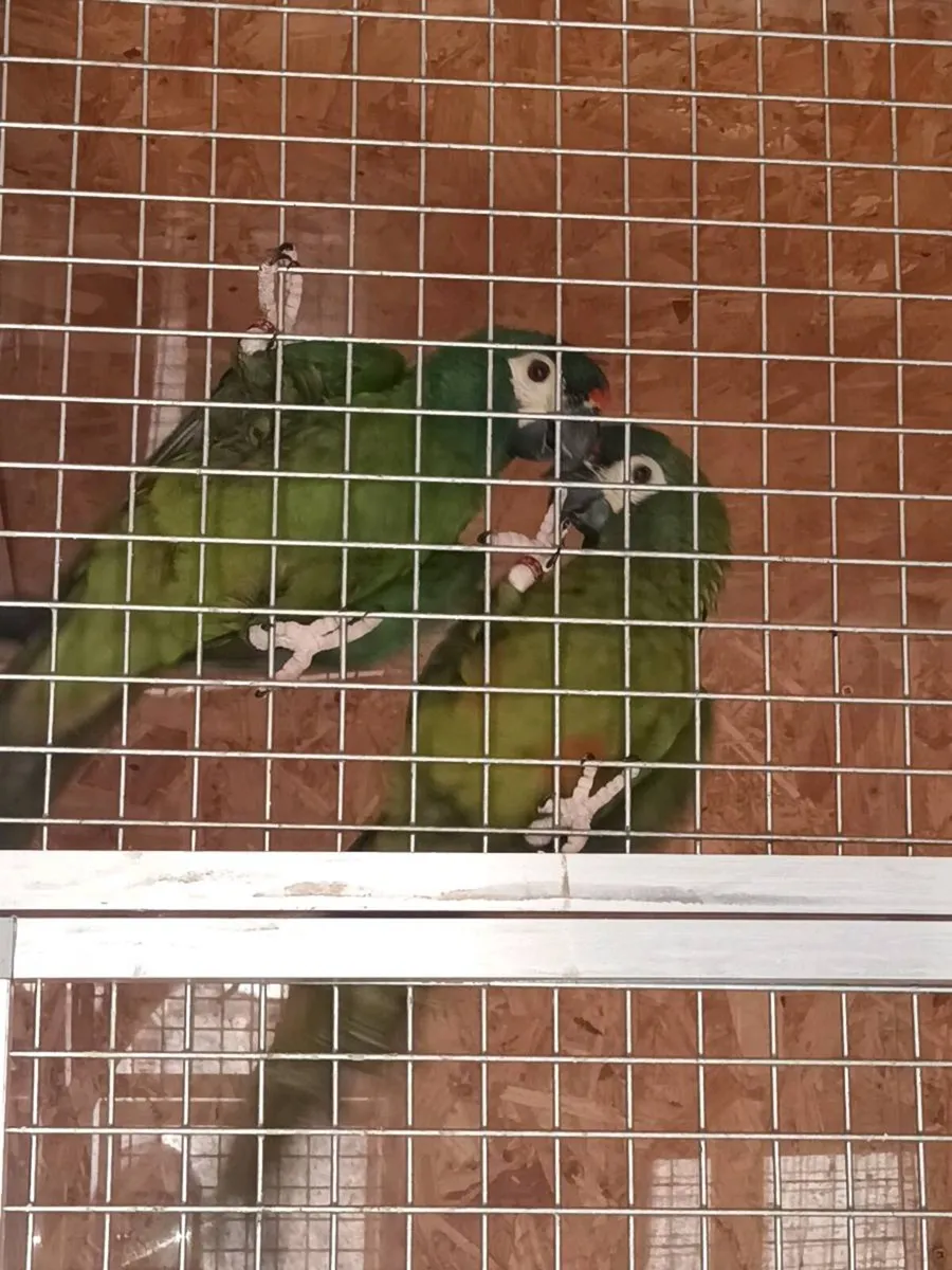 Lliger macaws - Image 3