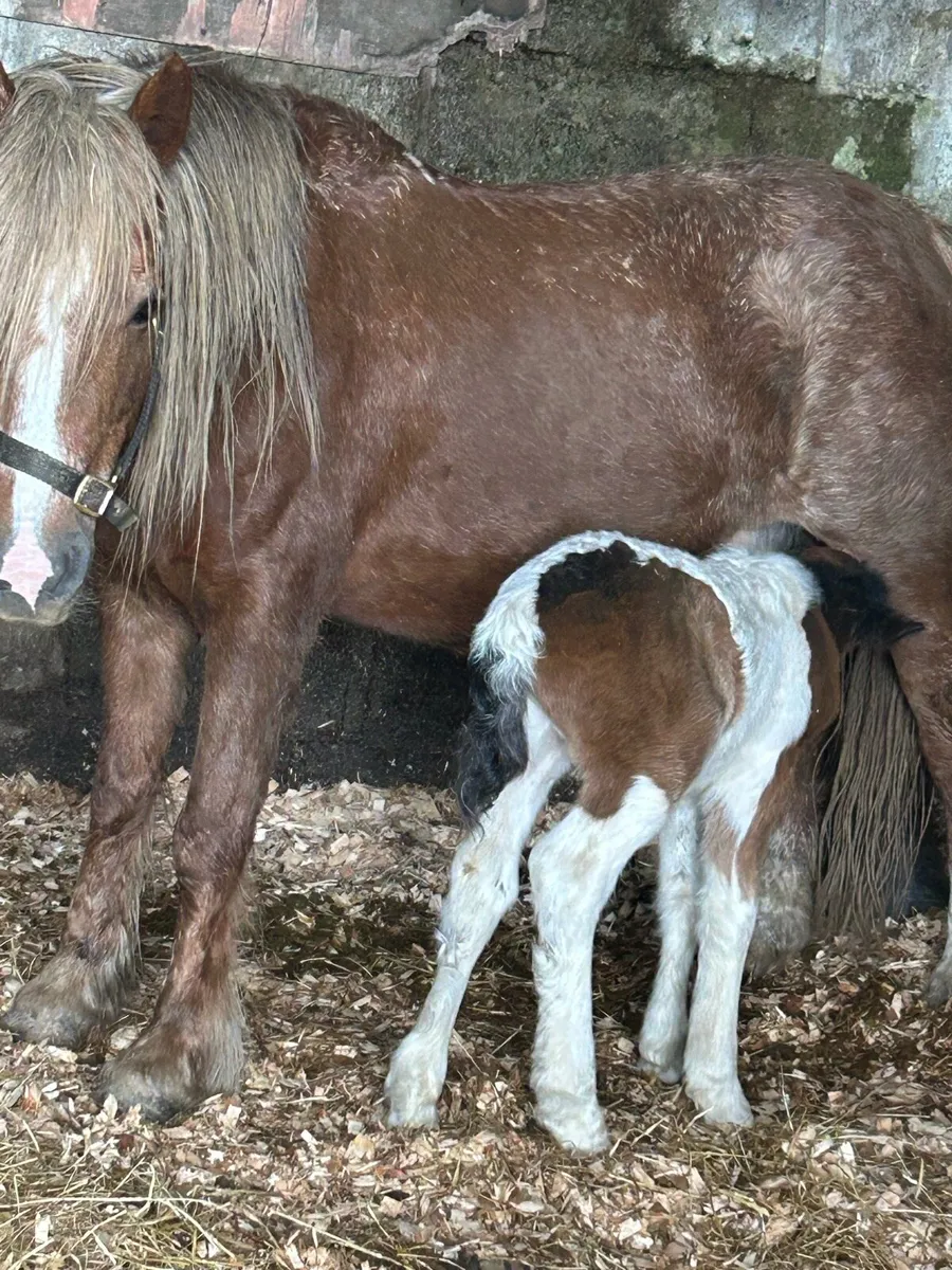Bay mare with colt foal - Image 2