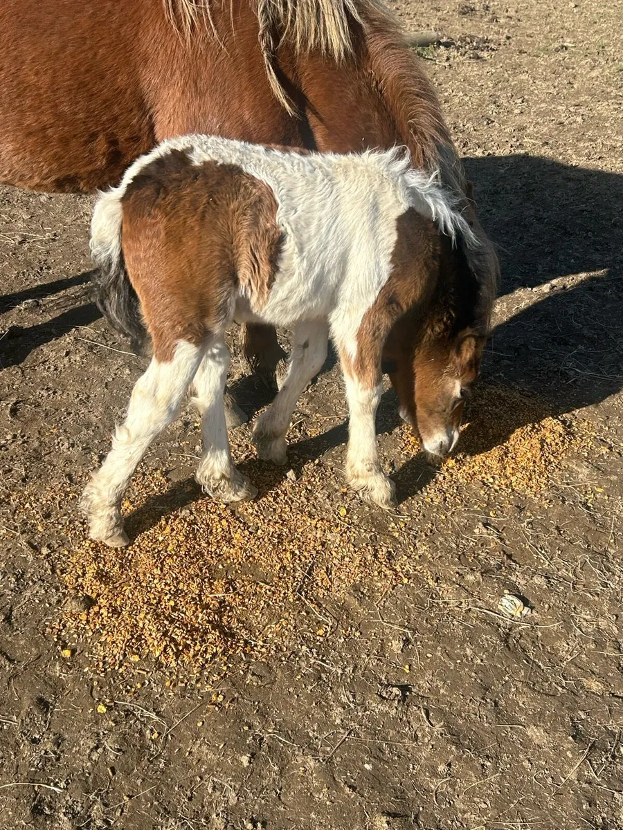 Bay mare with colt foal - Image 1