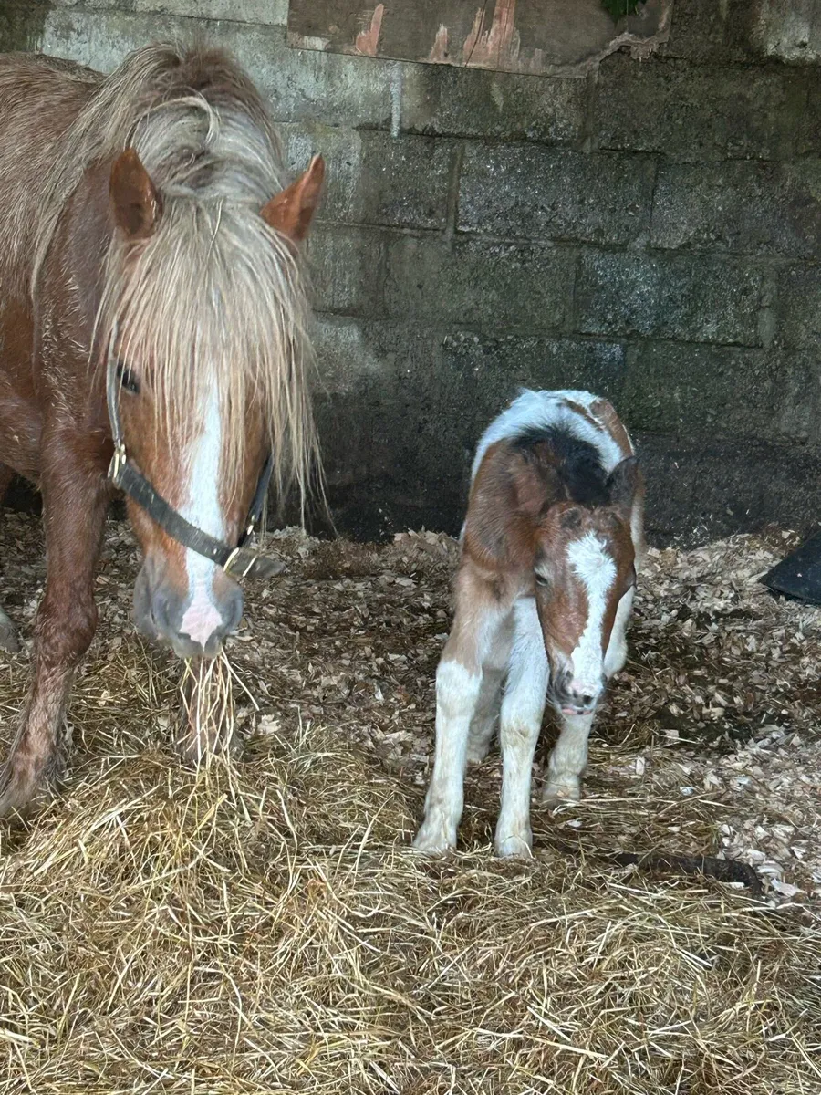 Bay mare with colt foal - Image 4