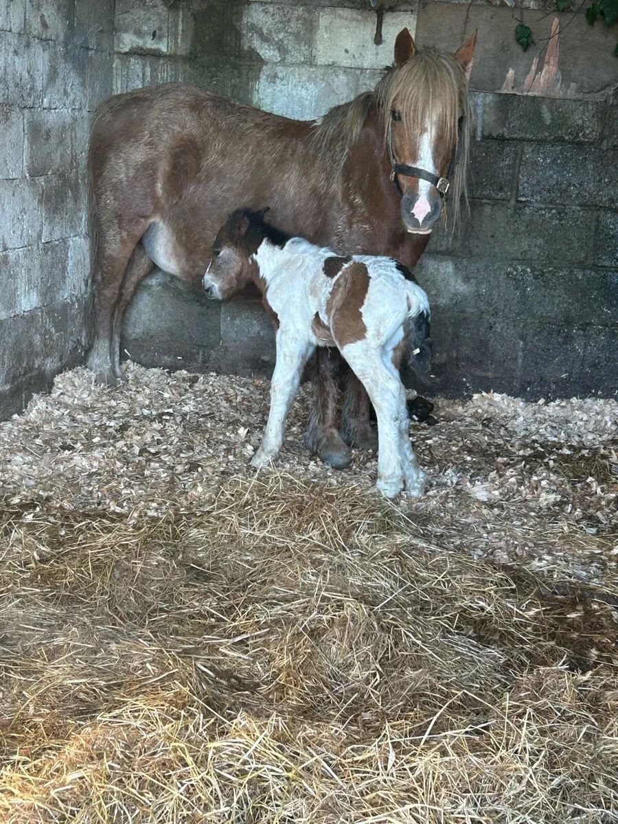 Bay mare with colt foal - Image 3