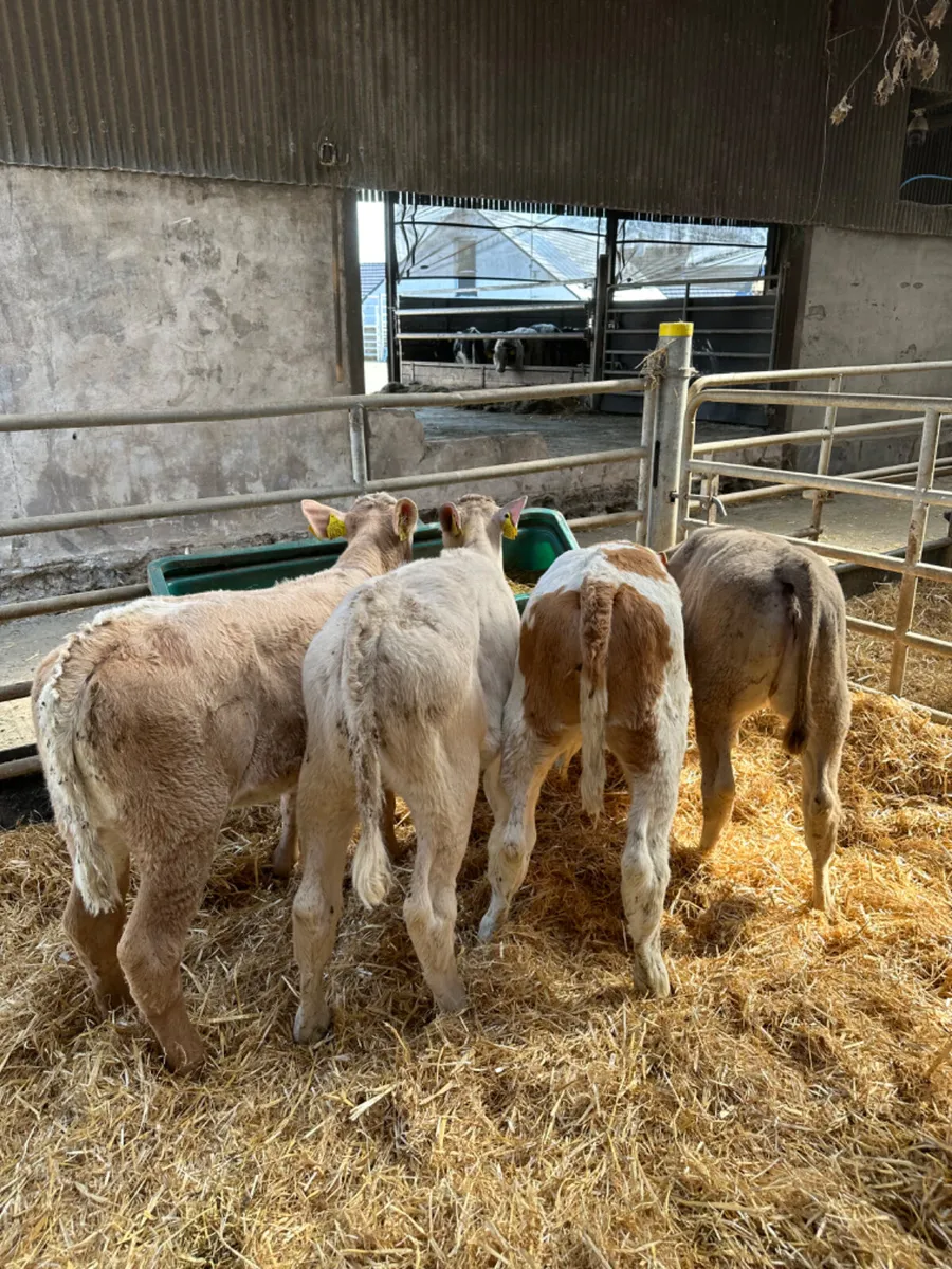Charolais and Simmental heifers - Image 1