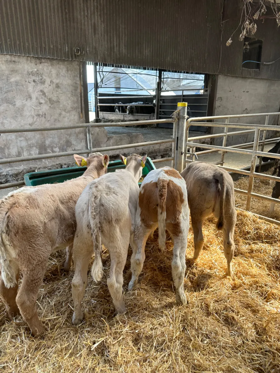 Charolais and Simmental heifers - Image 2