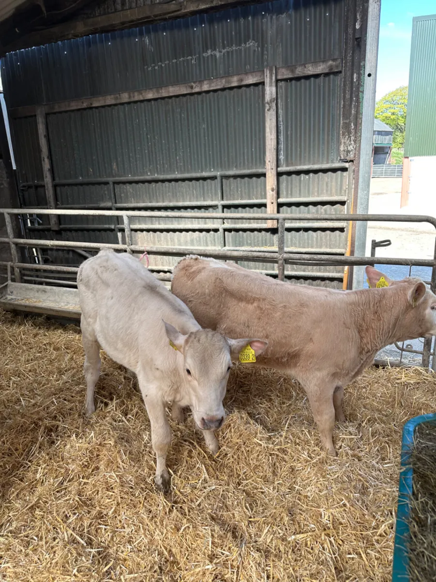Charolais and Simmental heifers - Image 4