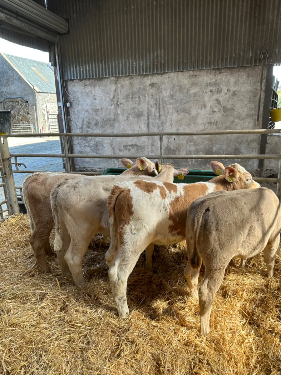Charolais and Simmental heifers - Image 3