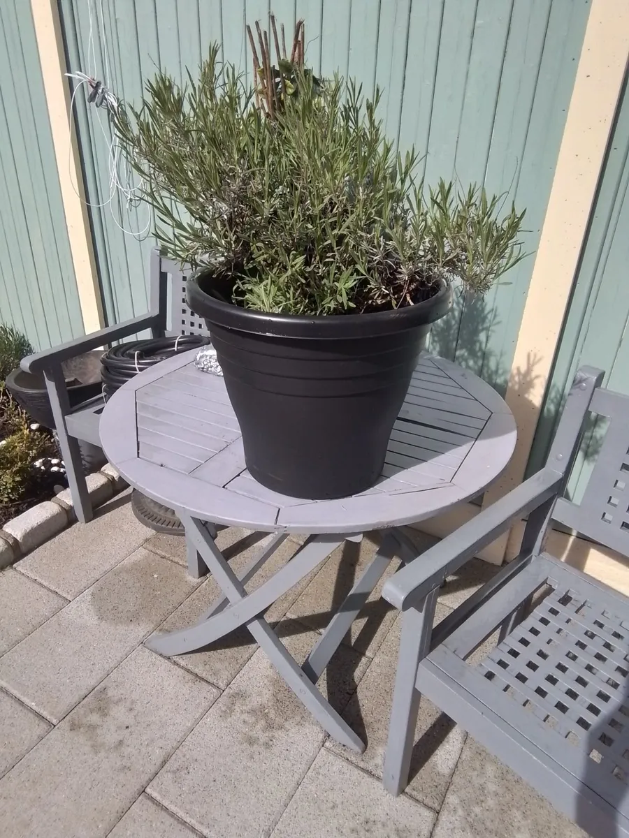 Lavender planter