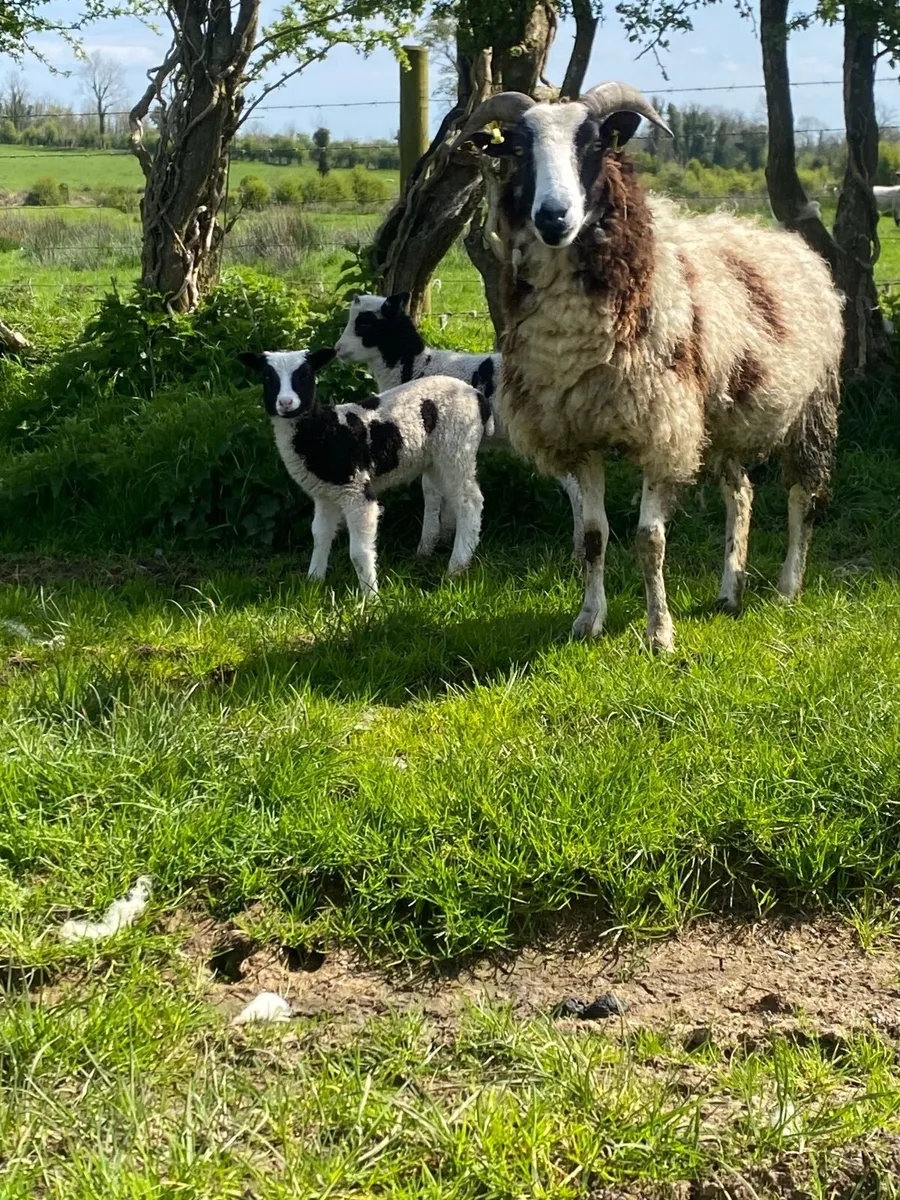 3 Jacob teams - Image 1