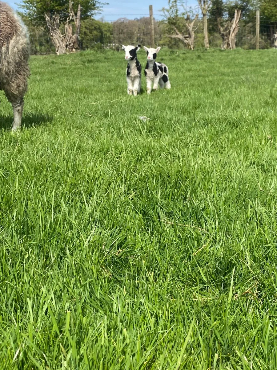 3 Jacob teams - Image 2