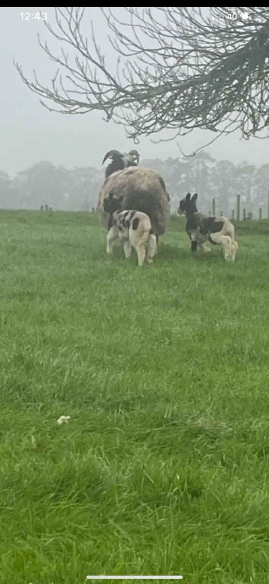 3 Jacob teams - Image 3