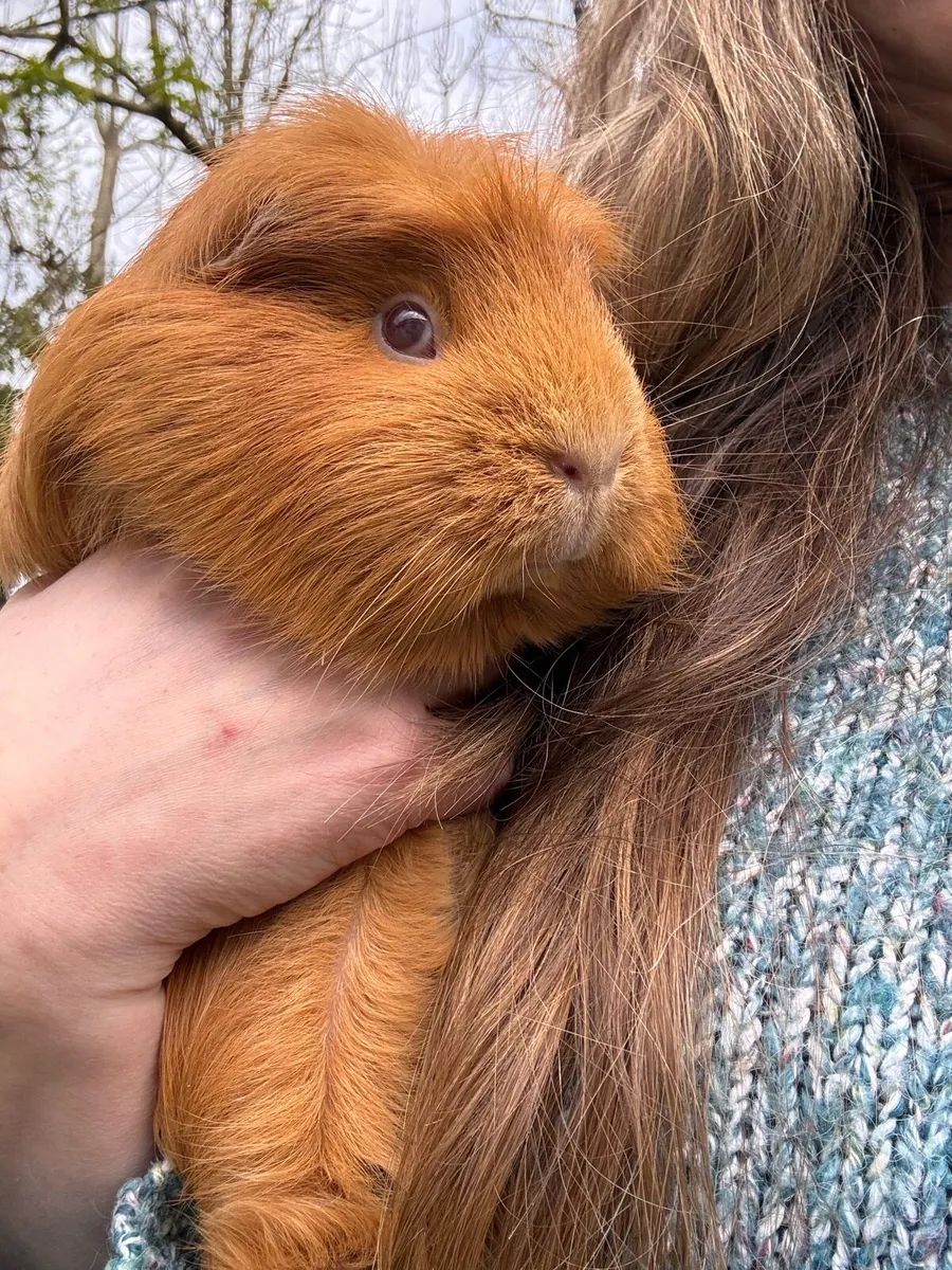 2 year old female guinea pig