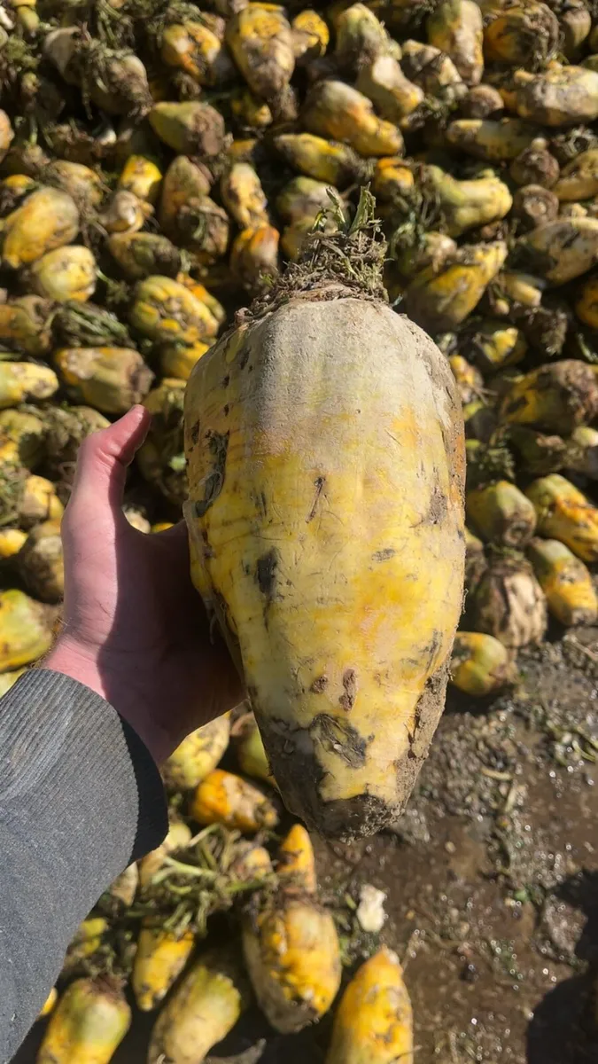 Beet - Image 3
