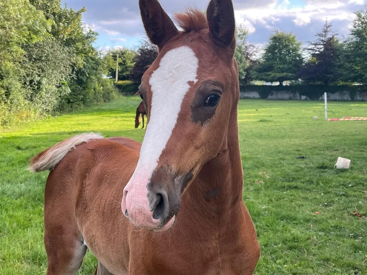 Exciting Brood Mare become available - Image 1