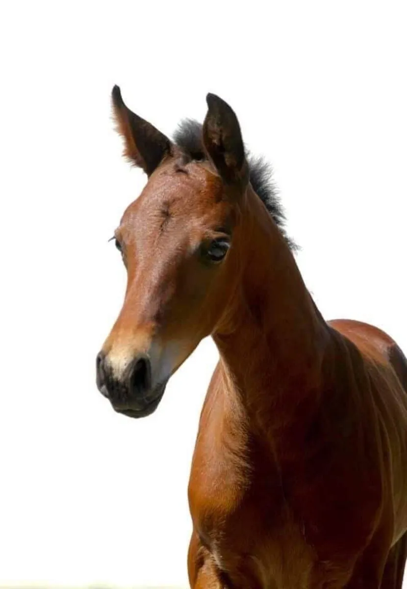 Exciting Brood Mare become available - Image 4